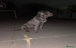 Cane Corso dogs for stud: Cane Corso male stud  - Image 3