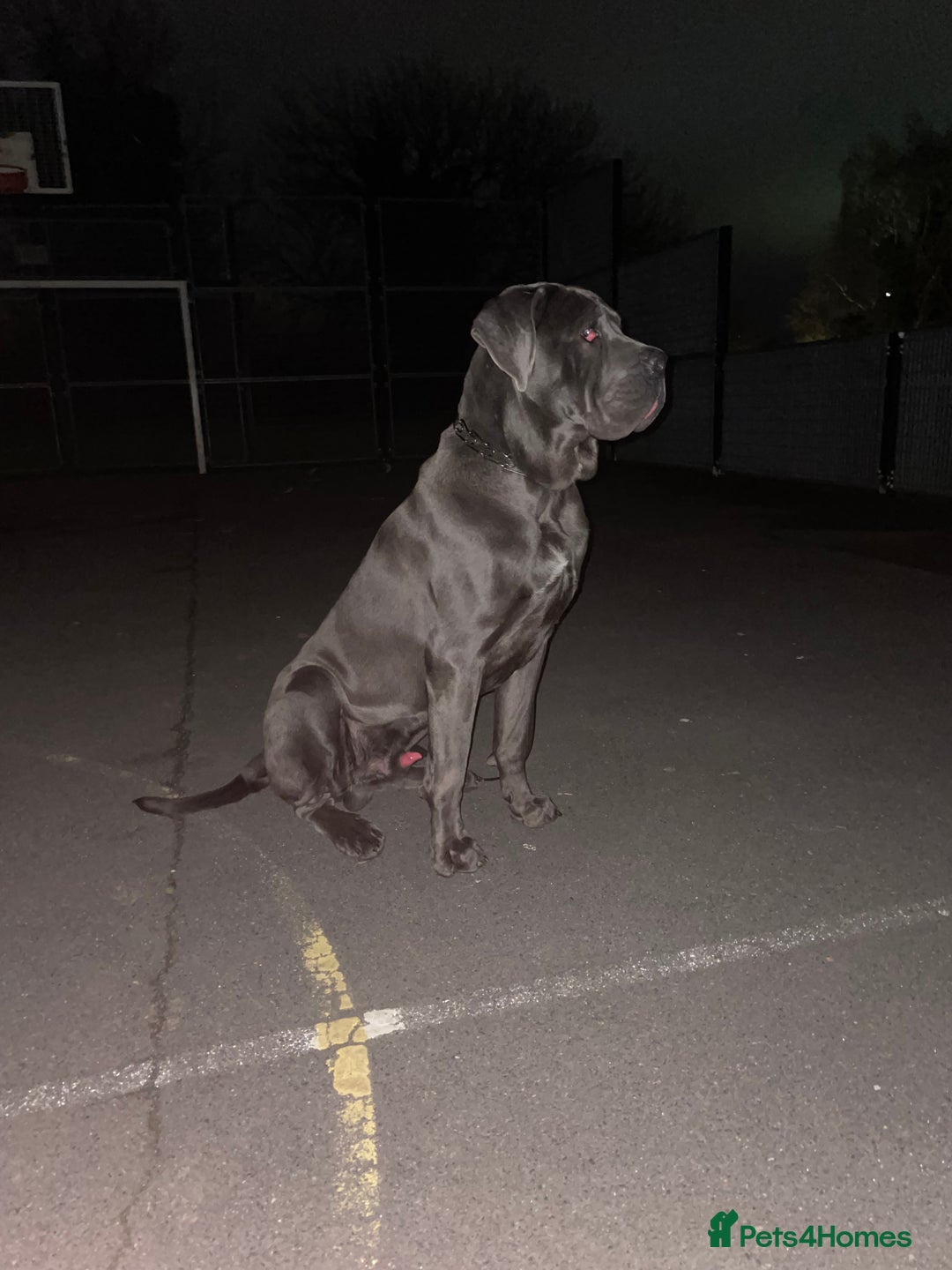 Cane Corso dogs for stud: Cane Corso male stud  - Image 3