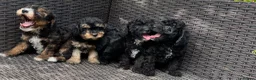 Cavapoochon dogs for sale: Cavapoochon pups health tested parents  - Advert 4
