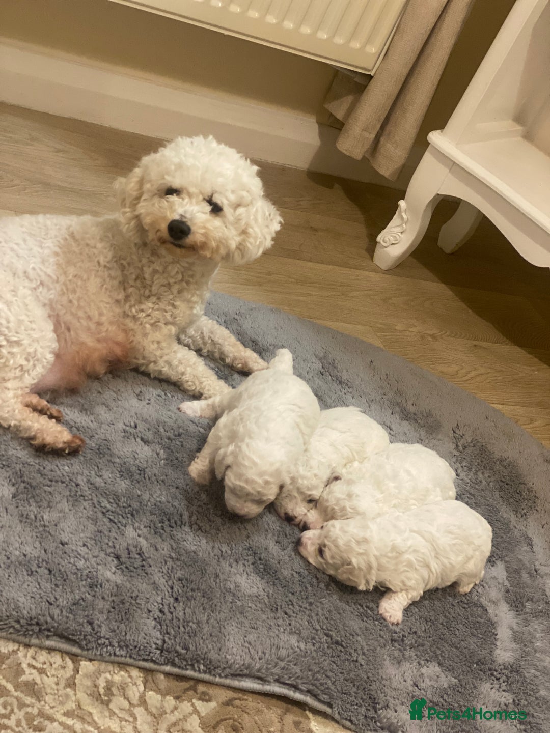 Bichon Frise dogs for sale: Beautiful Bichon frise puppies - Advert 17