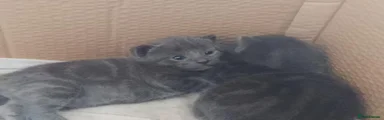 Grey 2