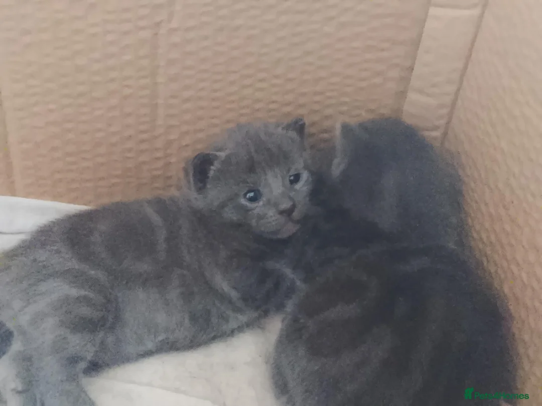 Ragdoll cats for sale: Half ragdoll kittens in Andover - Advert 8