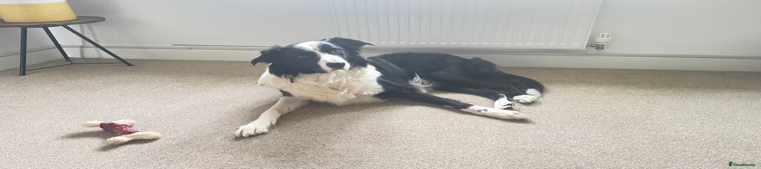 Border Collie Male 3.5 years old