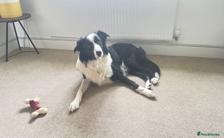 Border Collie dogs - Advert 2