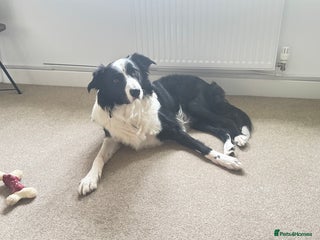 Border Collie dogs - Advert 3