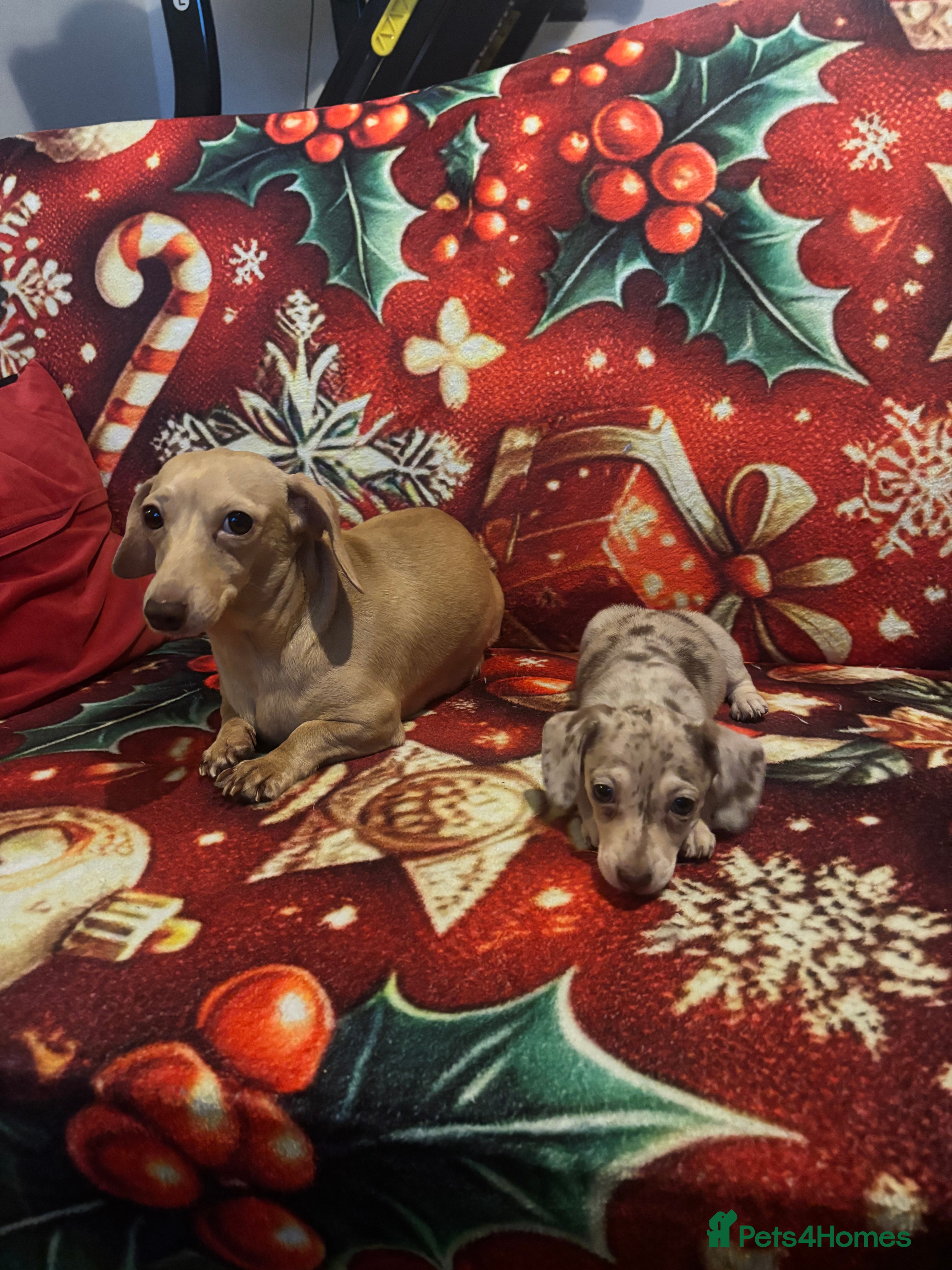 Miniature Dachshund dogs Cream dapple, mini dachshund ,Ready  - Advert 3