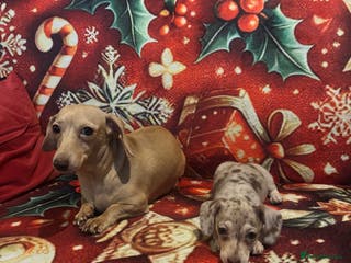 Miniature Dachshund dogs Cream dapple, mini dachshund ,Ready - Advert 2