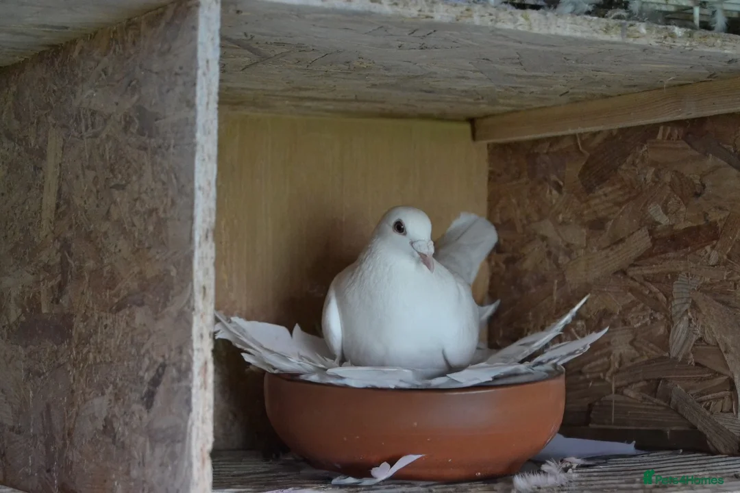 Pigeons birds for sale: White pigeons  - Advert 6