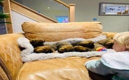 Border Terrier dogs for sale: KC REGISTERED BORDER TERRIER PUPS - Image 6