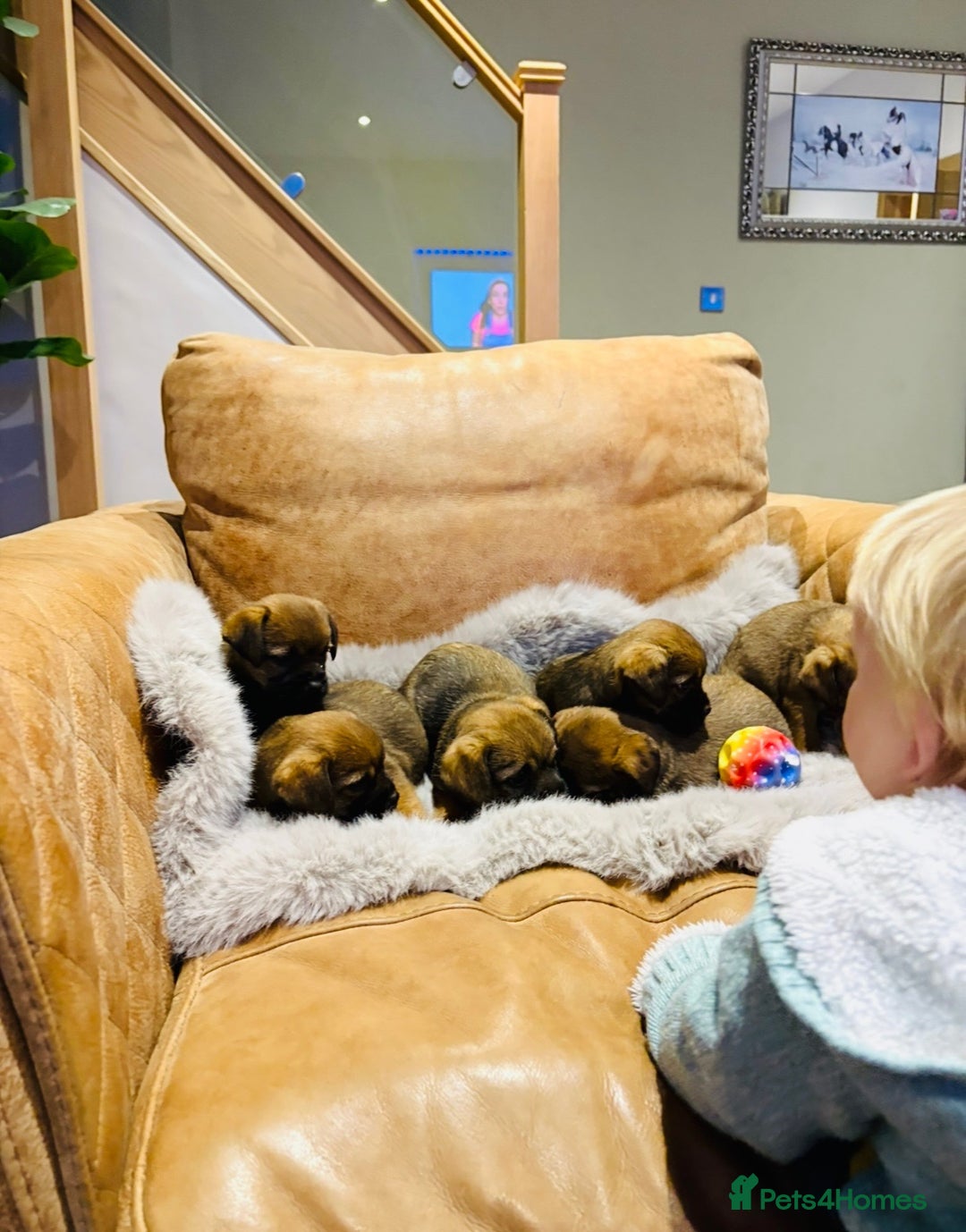 Border Terrier dogs for sale: KC REGISTERED BORDER TERRIER PUPS - Image 6