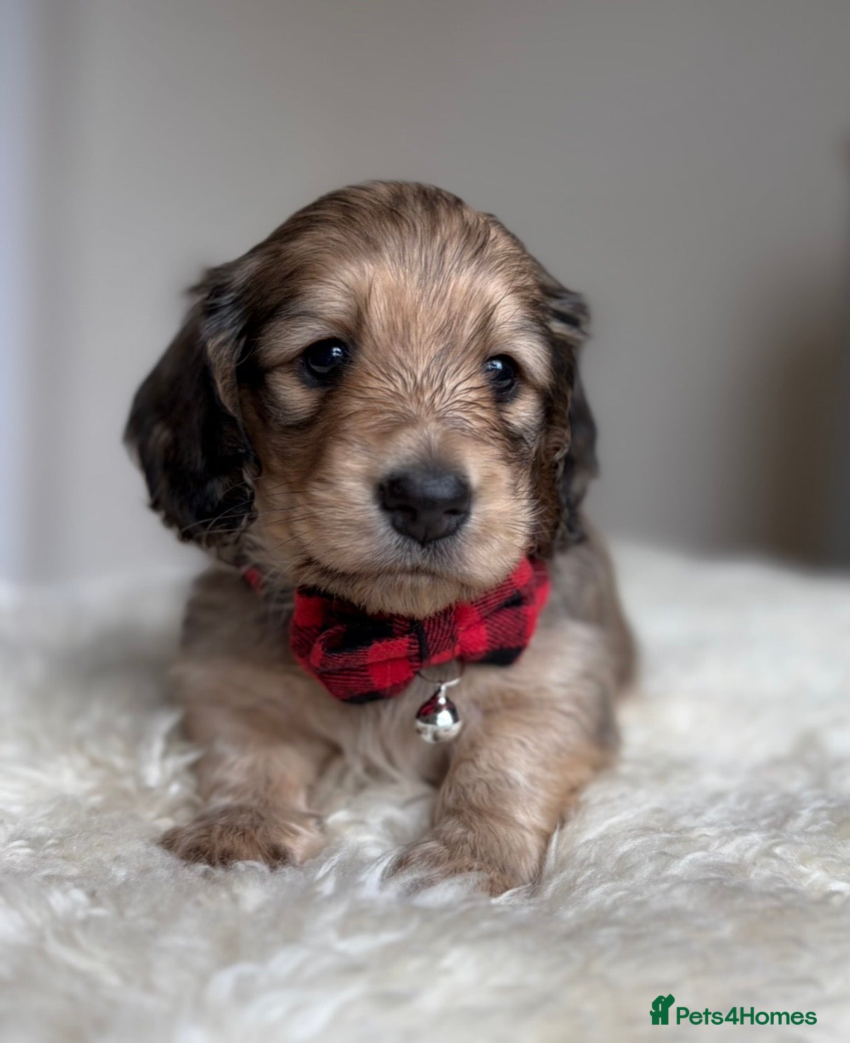 Miniature Dachshund dogs Miniature long haired cream boys  - Advert 1
