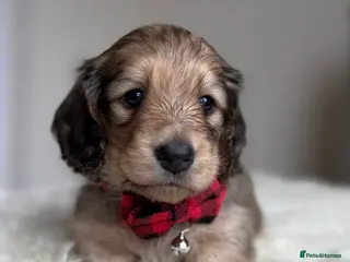 Miniature Dachshund dogs Miniature long haired cream boys - Advert 2