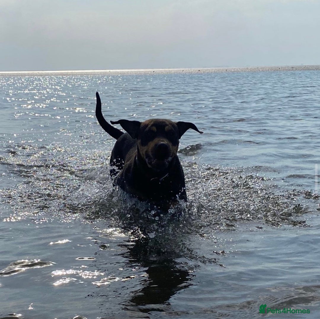 Mixed Breed dogs for sale: 🐾 Loving Dog Looking For His Forever Home 🐾 - Image 7