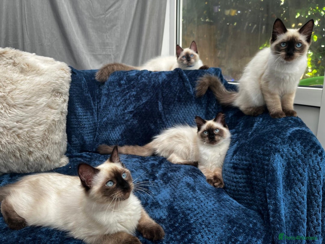 Ragdoll cats for sale: 4 Gorgeous Ragdoll Kittens **Ready to go now** - Image 9
