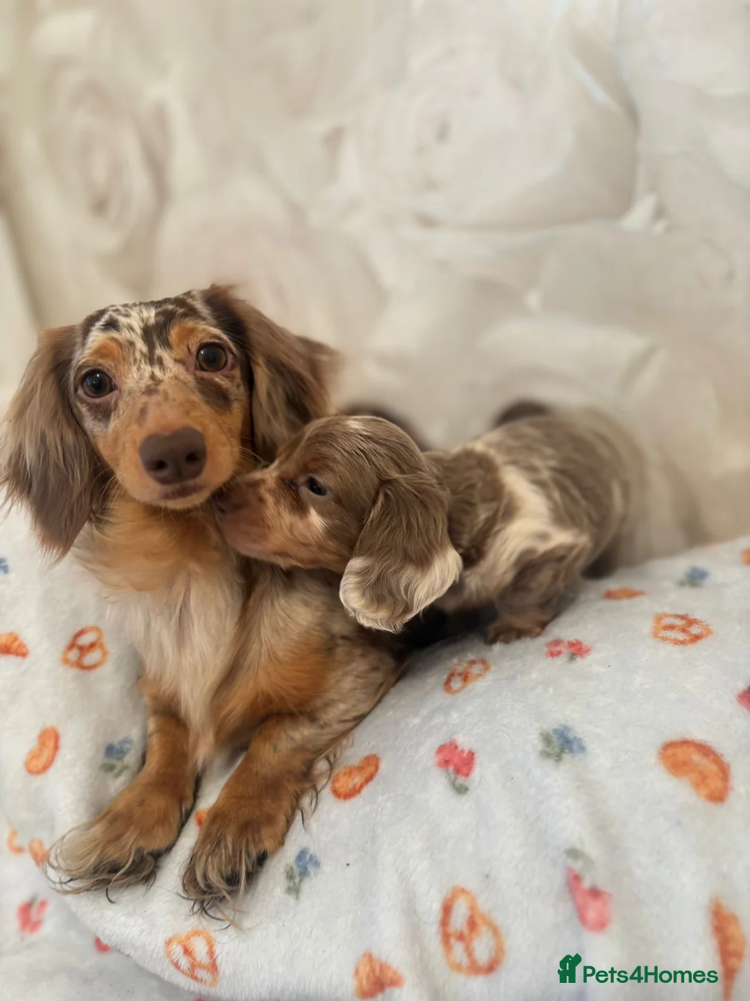 Dachshund dogs for sale: Miniature Isabella merle longhaired dachshund boy - Advert 2