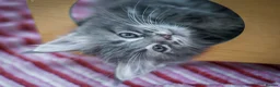 Maine Coon cats for sale:  Chunky full Maine coon kittens ready now   £795 - Advert 8