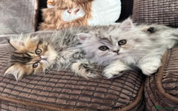 Persian cats for sale: 4 cuddly, petite Persian girls💗 - Image 4