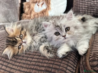 Persian cats 4 cuddly, petite Persian girls💗 - Advert 11