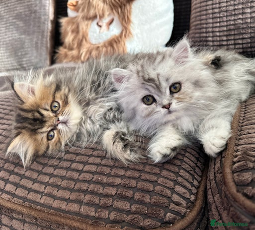Persian cats 4 cuddly, petite Persian girls💗 - Advert 12