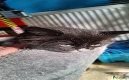 Mixed Breed cats for sale: Fluffy Kittens Gorgeous Personalities! 🐱💞 - Image 1