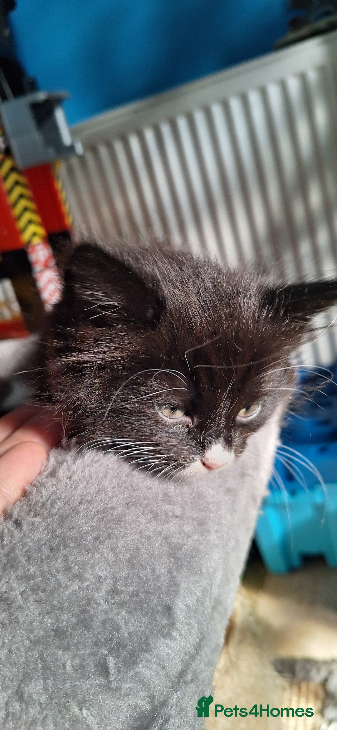 Mixed Breed cats for sale: Fluffy Kittens Gorgeous Personalities! 🐱💞 - Image 1