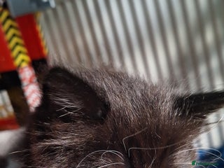 Mixed Breed cats - Advert 2