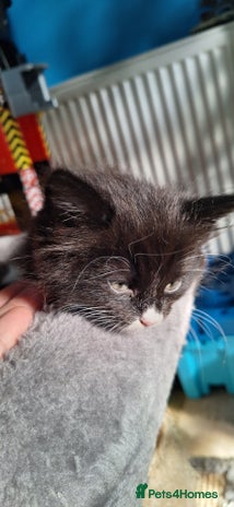 Mixed Breed cats - Advert 3