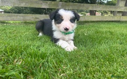 Border Collie dogs for sale: Beautiful Border Collie pups for sale  - Image 4
