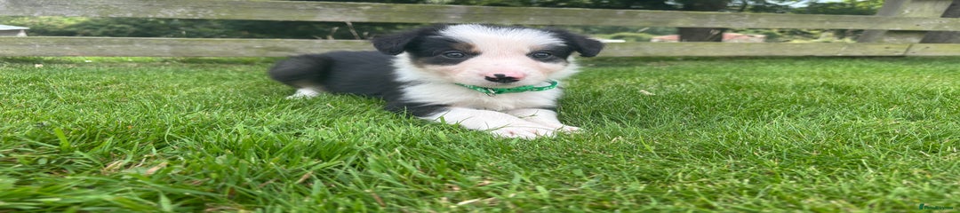 Border Collie Puppy 6