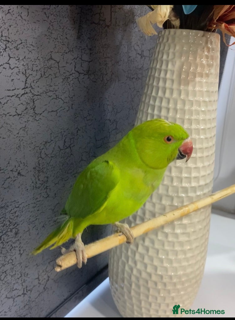 Ringnecks birds Green Indian ring neck tamed  - Advert 4