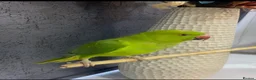 Ringnecks birds for sale: Green Indian ring neck tamed  - Advert 1