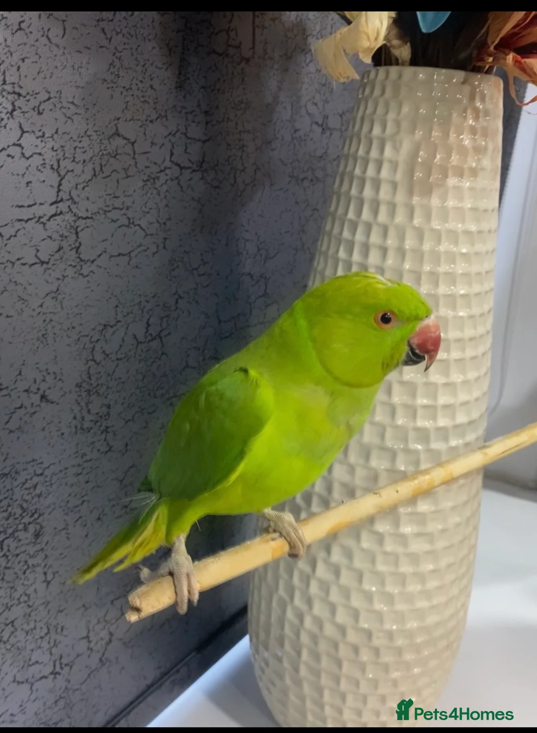 Ringnecks birds for sale: Green Indian ring neck tamed  - Advert 1