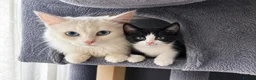 Mixed Breed cats for sale: 🐾Adorable Female Kitten Looking 4Her Forever Home in Luton - Advert 7