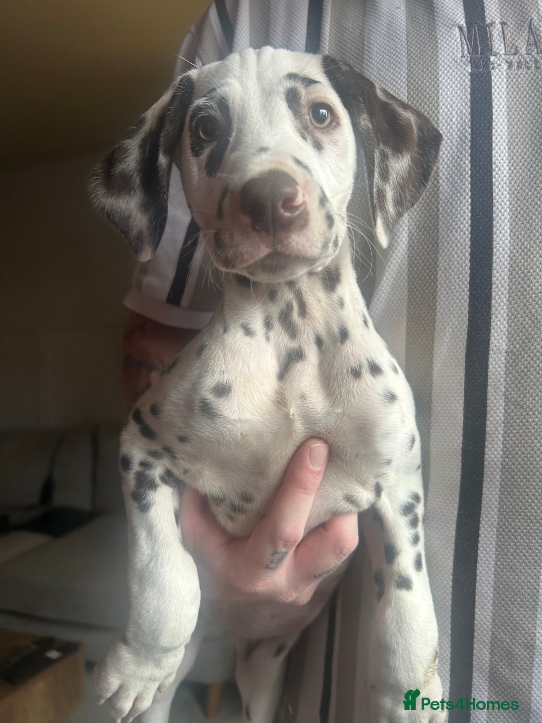 Dalmatian dogs for sale: KC Registered Dalmatian Puppies  - Advert 5