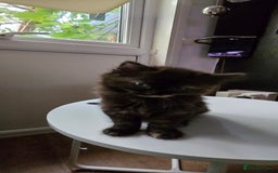 Maine Coon cats for sale: Amazing tortie Mainecoons REDUCED! - Image 3