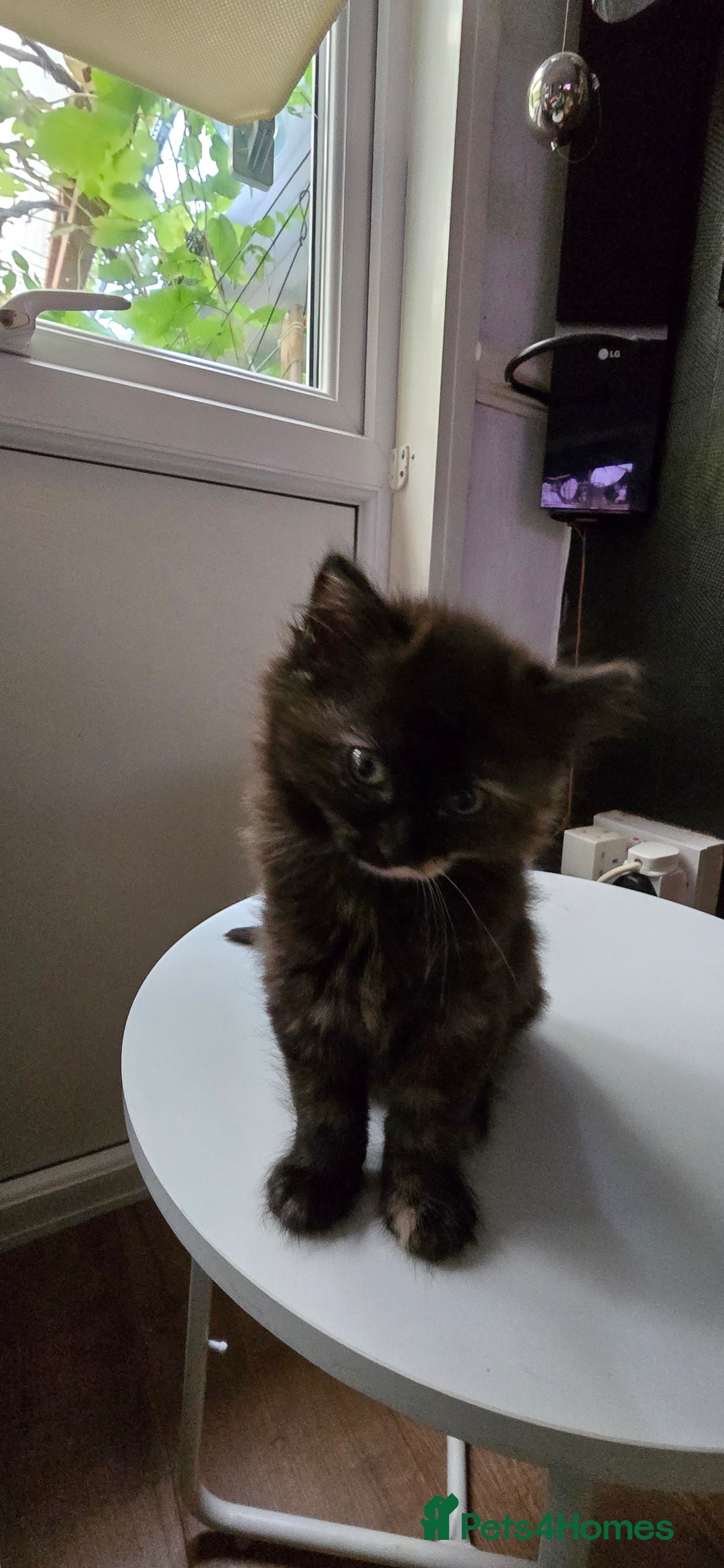 Maine Coon cats for sale: Amazing tortie Mainecoons REDUCED! - Image 3