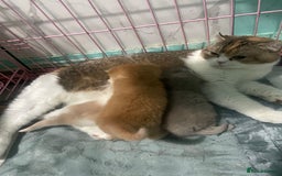 Scottish Fold cats for sale: Scottish fold - Advert 1