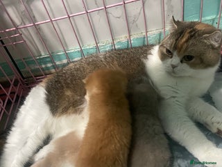 Scottish Fold cats Scottish fold - Advert 1