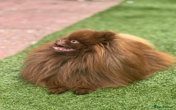 Pomeranian dogs for stud: Amazing Teddy bear chocolate boy for stud 🥰 - Image 16