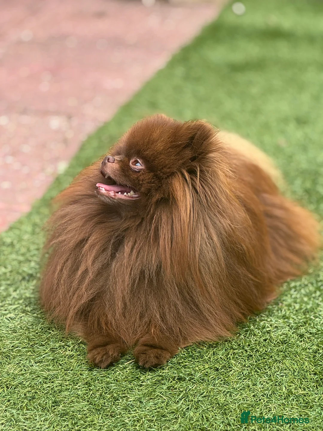 Pomeranian dogs for stud: Amazing Teddy bear chocolate boy for stud 🥰 - Advert 16