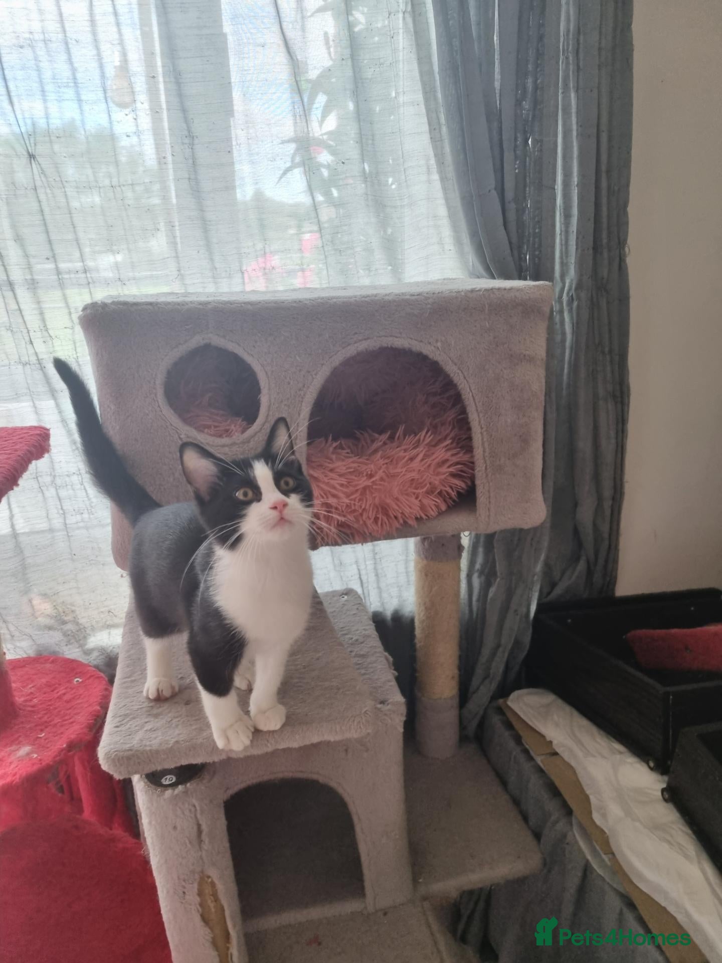 Mixed Breed cats Female kitten  - Advert 3
