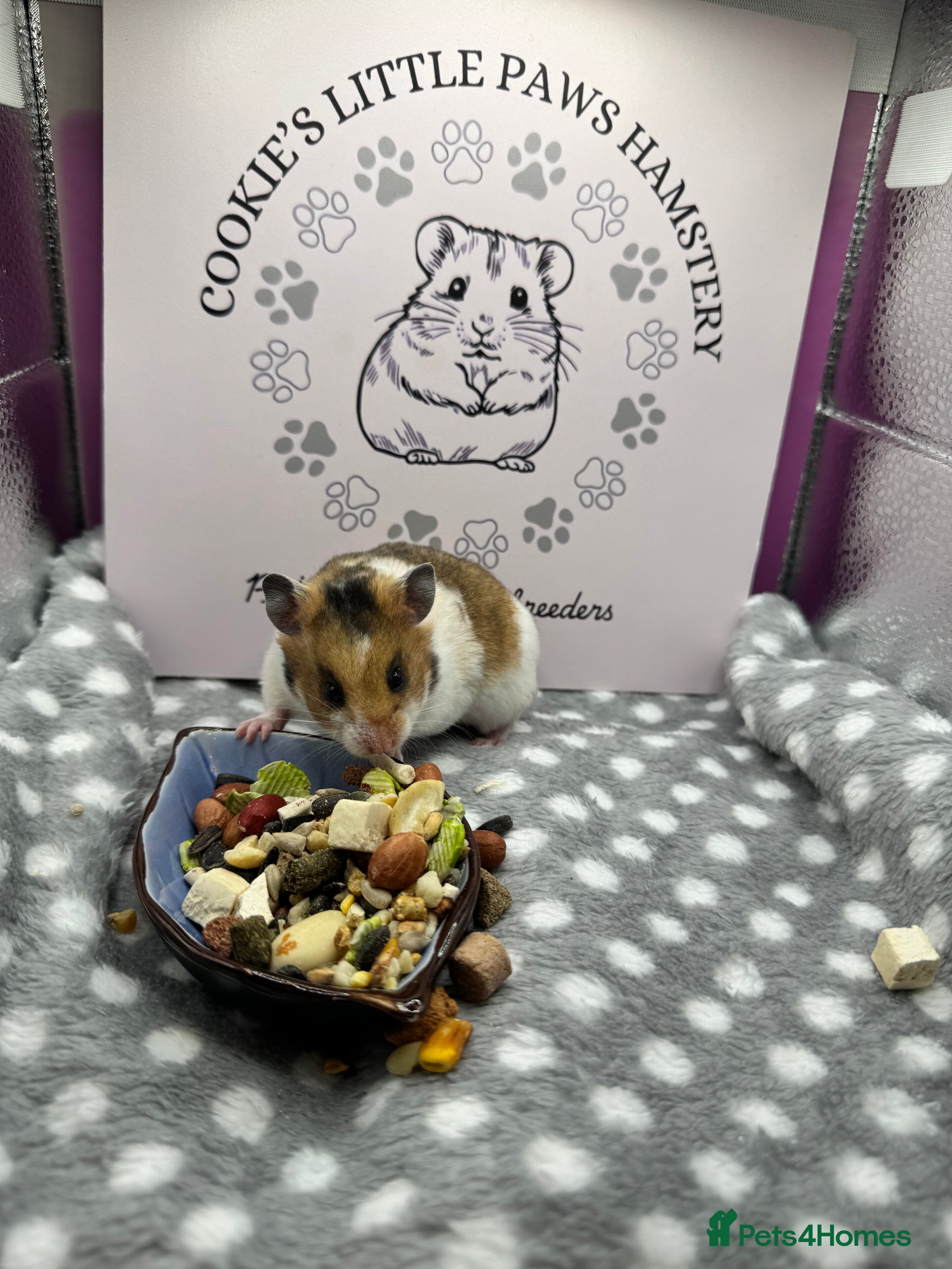 Hamster rodents for sale: Pedigree Syrian hamsters  - Advert 1