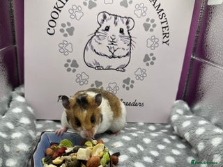 Hamster rodents Pedigree Syrian hamsters - Advert 1