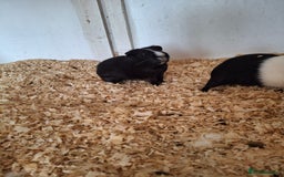 Guinea Pig rodents for sale: Various ages of male guinea pigs  - Image 3