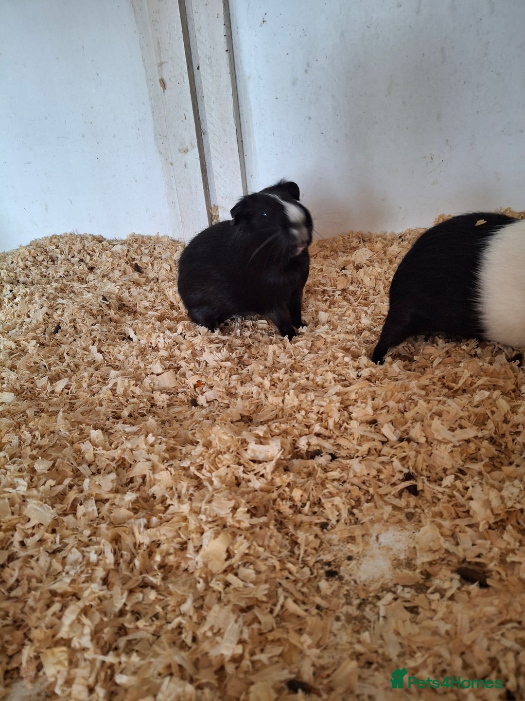 Guinea Pig rodents for sale: Various ages of male guinea pigs  - Image 3