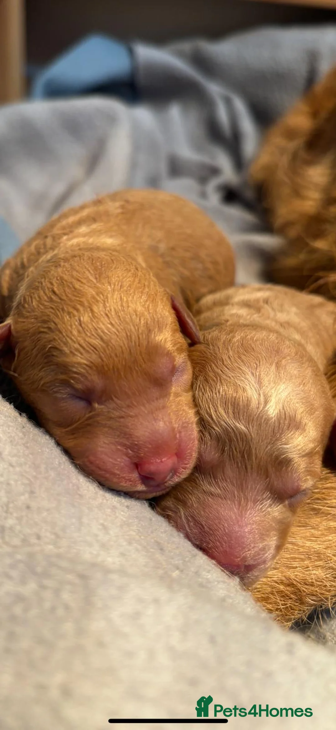 Toy Poodle dogs for stud: Beautiful Red Toy Poodle for Stud in Motherwell - Advert 21