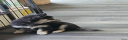 Chihuahua dogs for sale: **Ready Now ** Chihuahua Puppies ️ KC Registered  in Bristol - Advert 20