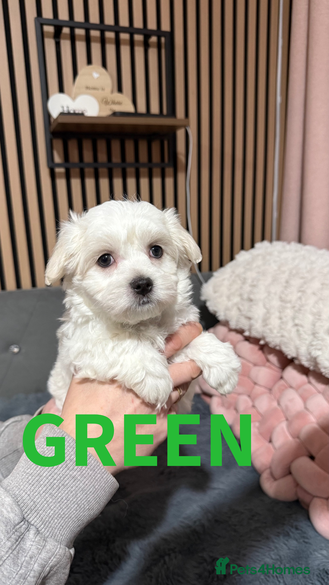 Maltese dogs for sale: Ready for a new home - Advert 5