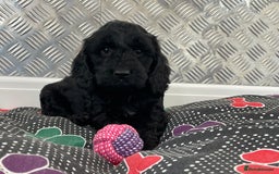 Cockapoo dogs for sale: F1 Cockapoo puppies for sale  - Image 4