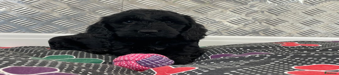 Cockapoo Puppy 1